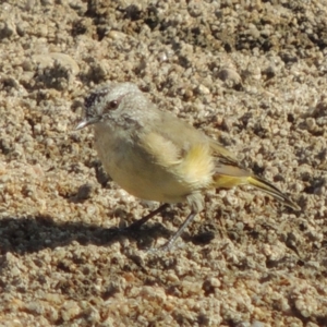 Acanthiza chrysorrhoa at Paddys River, ACT - 12 Mar 2019 05:51 PM