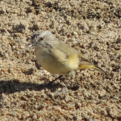 Acanthiza chrysorrhoa (Yellow-rumped Thornbill) at Point Hut to Tharwa - 12 Mar 2019 by michaelb
