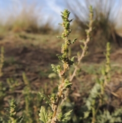 Dysphania pumilio (Small Crumbweed) at Tuggeranong DC, ACT - 12 Mar 2019 by MichaelBedingfield