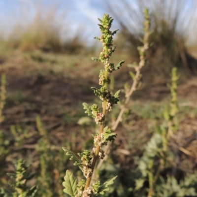 Dysphania pumilio (Small Crumbweed) at Tuggeranong DC, ACT - 12 Mar 2019 by michaelb