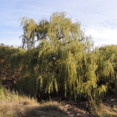 Salix babylonica (Weeping Willow) at Tuggeranong DC, ACT - 12 Mar 2019 by MichaelBedingfield