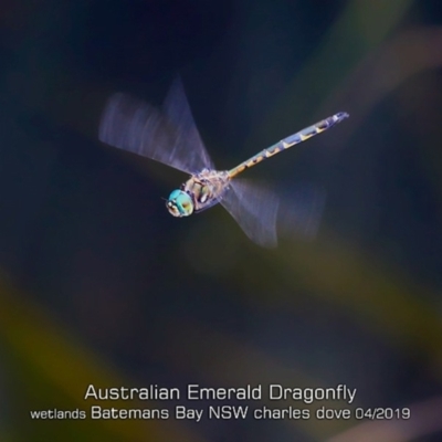 Hemicordulia australiae (Australian Emerald) at Batemans Bay, NSW - 23 Apr 2019 by Charles Dove