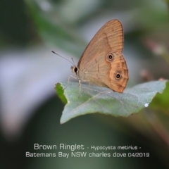 Hypocysta metirius (Brown Ringlet) at Batemans Bay, NSW - 23 Apr 2019 by Charles Dove