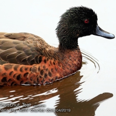 Anas castanea (Chestnut Teal) at Batemans Bay, NSW - 23 Apr 2019 by CharlesDove