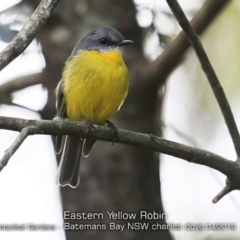 Eopsaltria australis (Eastern Yellow Robin) at Mogo State Forest - 24 Apr 2019 by CharlesDove