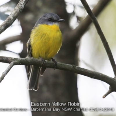 Eopsaltria australis (Eastern Yellow Robin) at Mogo, NSW - 23 Apr 2019 by CharlesDove