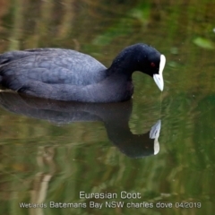 Fulica atra (Eurasian Coot) at Batemans Bay, NSW - 23 Apr 2019 by CharlesDove