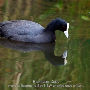 Fulica atra at Batemans Bay, NSW - 24 Apr 2019