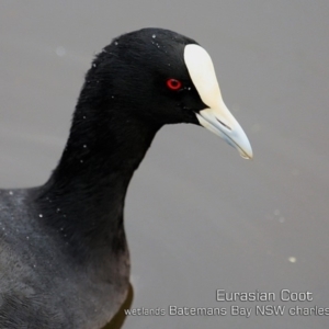 Fulica atra at Batemans Bay, NSW - 24 Apr 2019