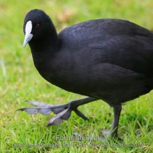 Fulica atra at Batemans Bay, NSW - 24 Apr 2019