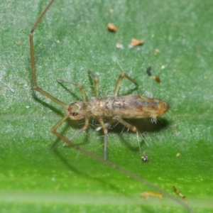 Collembola sp. (class) at Acton, ACT - 30 Apr 2019 01:18 PM