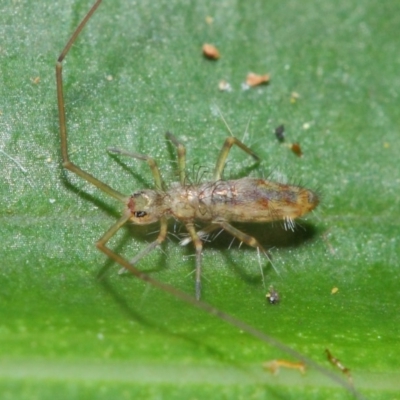 Collembola (class) (Springtail) at Acton, ACT - 30 Apr 2019 by TimL