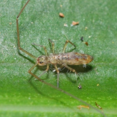 Collembola sp. (class) (Springtail) at Acton, ACT - 30 Apr 2019 by TimL