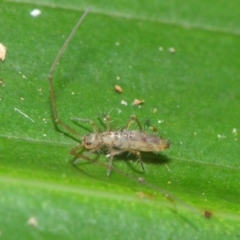 Collembola sp. (class) at Acton, ACT - 30 Apr 2019 01:18 PM