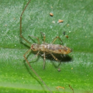 Collembola sp. (class) at Acton, ACT - 30 Apr 2019 01:18 PM