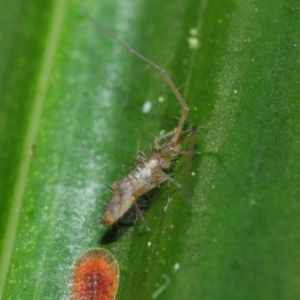 Collembola sp. (class) at Acton, ACT - 30 Apr 2019 01:18 PM