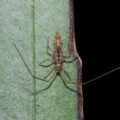 Collembola (class) at Acton, ACT - 30 Apr 2019 01:18 PM