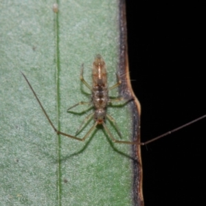 Collembola sp. (class) at Acton, ACT - 30 Apr 2019 01:18 PM