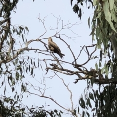 Milvus migrans (Black Kite) at Tuggeranong DC, ACT - 1 May 2019 by MichaelMulvaney