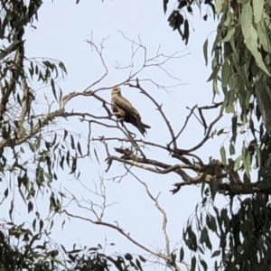 Milvus migrans at Tuggeranong DC, ACT - 1 May 2019 10:05 AM