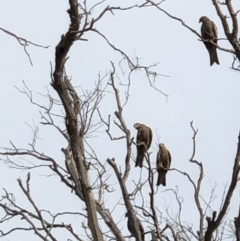 Milvus migrans at Tuggeranong DC, ACT - 1 May 2019 10:05 AM