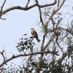 Milvus migrans at Tuggeranong DC, ACT - 1 May 2019 10:05 AM