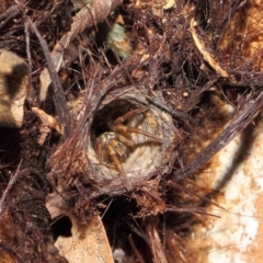 Nemesiidae (family) (Wishbone Spider) at Acton, ACT - 30 Apr 2019 by TimL