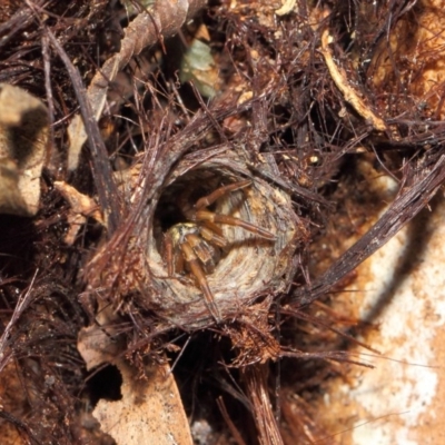 Nemesiidae (family) (Wishbone Spider) at ANBG - 30 Apr 2019 by TimL