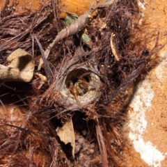 Nemesiidae (family) at Acton, ACT - 30 Apr 2019