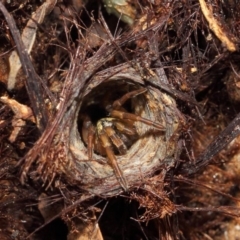 Nemesiidae (family) at Acton, ACT - 30 Apr 2019