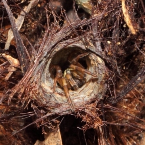 Arbanitis sp. (genus) at Acton, ACT - 30 Apr 2019 01:21 PM