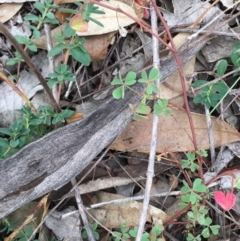 Oxalis sp. (Wood Sorrel) at Deakin, ACT - 2 May 2019 by LisaH