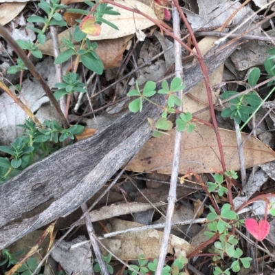 Oxalis (genus) (Wood Sorrel) at Deakin, ACT - 2 May 2019 by LisaH