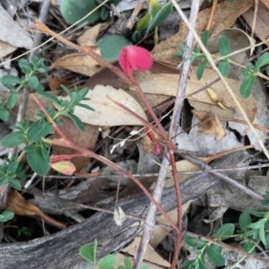 Oxalis sp. at Deakin, ACT - 2 May 2019 11:26 AM