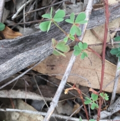 Oxalis sp. at Deakin, ACT - 2 May 2019 11:26 AM