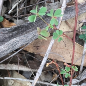 Oxalis sp. at Deakin, ACT - 2 May 2019 11:26 AM