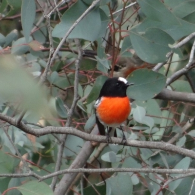 Petroica boodang (Scarlet Robin) at Deakin, ACT - 2 May 2019 by LisaH