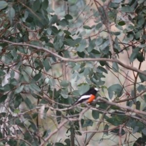 Petroica boodang at Deakin, ACT - 2 May 2019