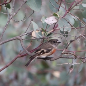 Petroica boodang at Deakin, ACT - 2 May 2019 02:24 PM