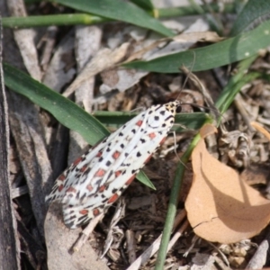 Utetheisa pulchelloides at Hughes, ACT - 2 May 2019 02:39 PM