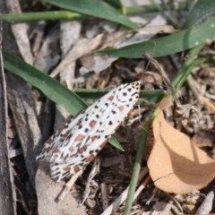 Utetheisa pulchelloides (Heliotrope Moth) at Hughes, ACT - 2 May 2019 by LisaH