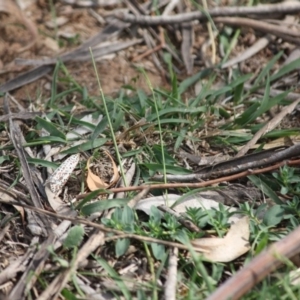 Utetheisa pulchelloides at Hughes, ACT - 2 May 2019