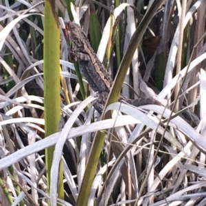 Amphibolurus muricatus at Pointer Mountain, NSW - 8 Apr 2019