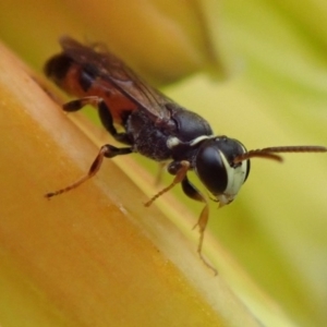 Hylaeus (Prosopisteron) littleri at Spence, ACT - 2 May 2019 01:55 PM