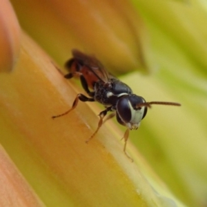 Hylaeus (Prosopisteron) littleri at Spence, ACT - 2 May 2019