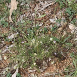 Vittadinia cuneata var. cuneata at Hughes, ACT - 2 May 2019