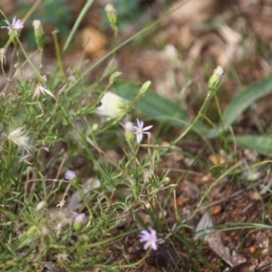 Vittadinia cuneata var. cuneata at Hughes, ACT - 2 May 2019 02:03 PM