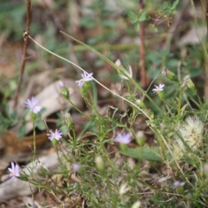 Vittadinia cuneata var. cuneata at Hughes, ACT - 2 May 2019