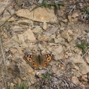 Junonia villida at Hughes, ACT - 2 May 2019 02:35 PM