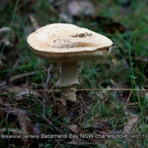 Amanita sp. at Mogo, NSW - 24 Apr 2019 12:00 AM